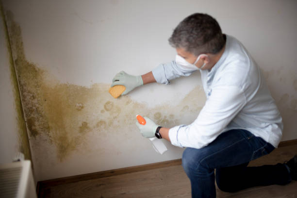 Best Real Estate Mold Inspection  in Rupert, WV